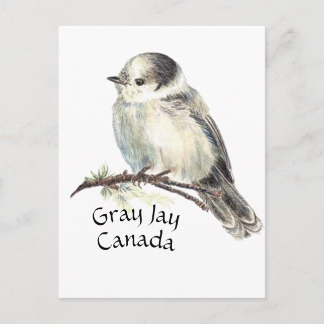 Kanadas National Bird Gray Jay, Whiskey Jack Postkarte (Vorderseite)