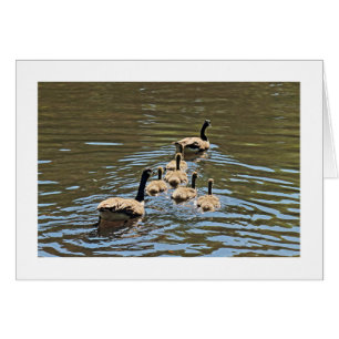 Kanadengänse mit Goslings (grenzt)