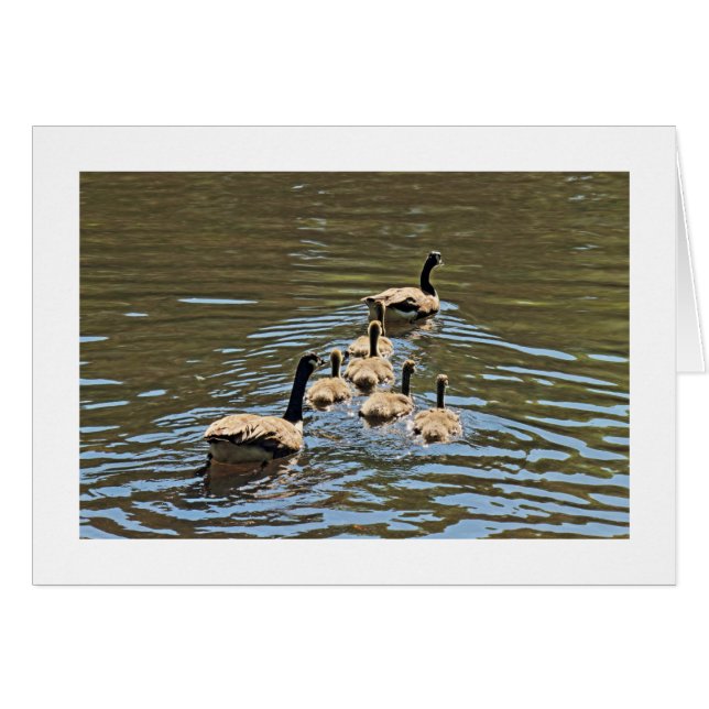 Kanadengänse mit Goslings (grenzt) (Vorderseite (Horizontal))