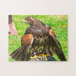 Kanadische Adler. Puzzle