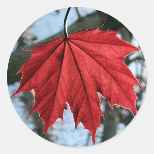Kanadische Ahornleaf-Rundkleber Runder Aufkleber (Vorderseite)