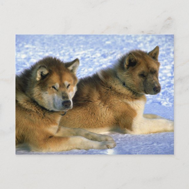 Kanadische Eskimo-Schlittenhunde Postkarte (Vorderseite)