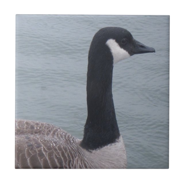 Kanadische Gans am See Fliese (Vorderseite)
