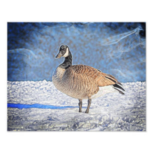 Kanadische Gans im Schnee Fotodruck