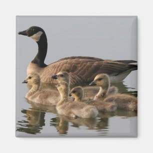 Kanadische Gans-und Gänschen Gänse Magnet