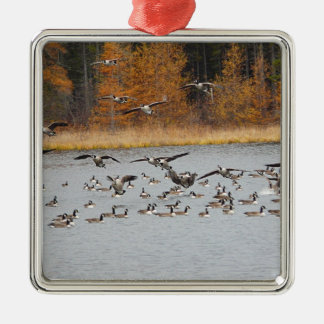 Kanadische Gänse, die für eine Landung Silbernes Ornament