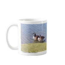 Kanadische Gänse entlang dem Ottawa-Fluss