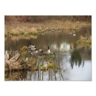 Kanadische Gänse Fotodruck