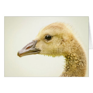 Kanadische Gänse (Gänse)