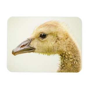 Kanadische Gänse (Gänse) Magnet