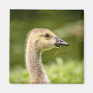 Kanadische Gänse (Gänse) Magnet