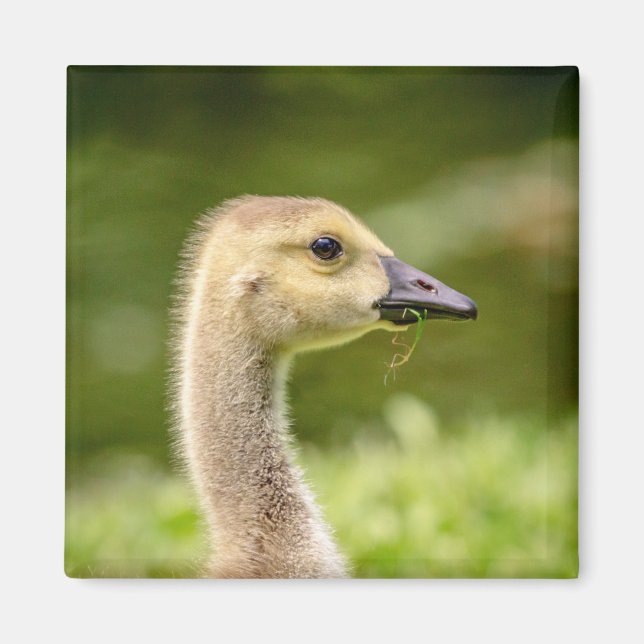 Kanadische Gänse (Gänse) Magnet (Vorne)