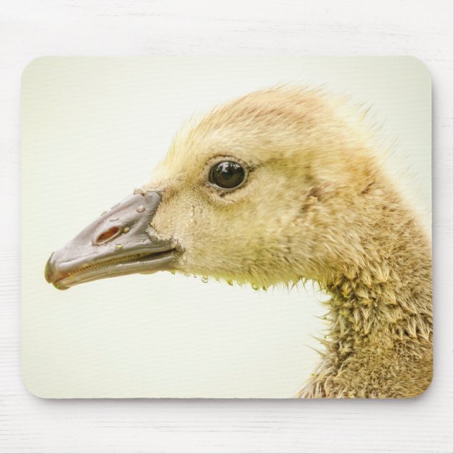 Kanadische Gänse (Gänse) Mousepad (Vorne)