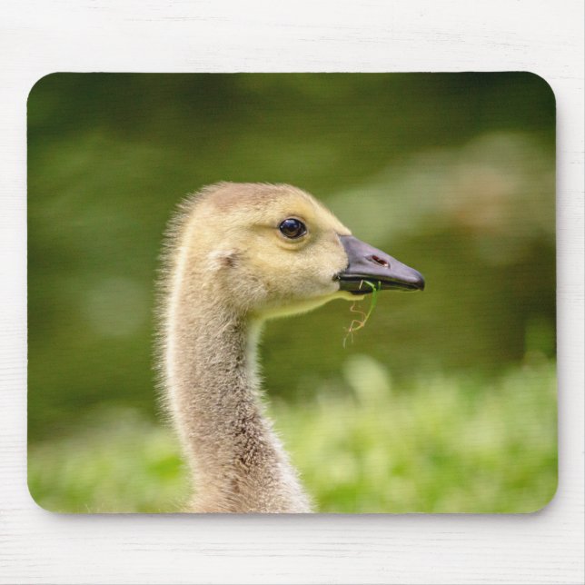 Kanadische Gänse (Gänse) Mousepad (Vorne)