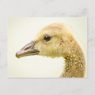 Kanadische Gänse (Gänse) Postkarte