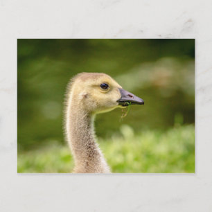 Kanadische Gänse (Gänse) Postkarte