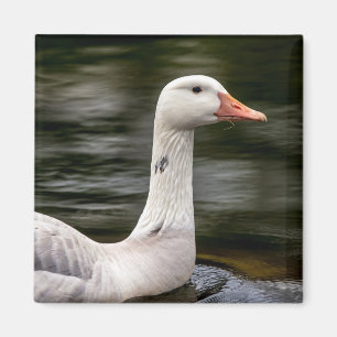 Kanadische Gänse Magnet