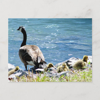 Kanadische Gänse (Mama und Babes) Postkarte