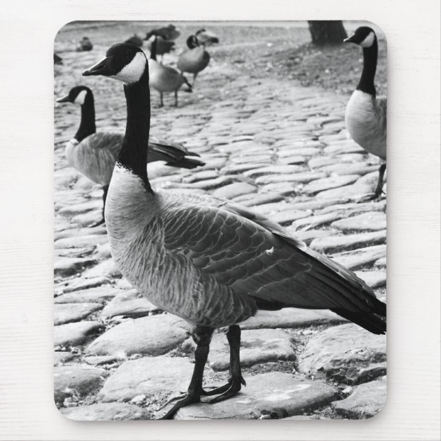 Kanadische Gänse nähern sich dem See Mousepad (Vorne)