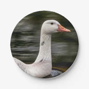 Kanadische Gänse Pappteller