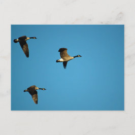 kanadische Gänse Postkarte