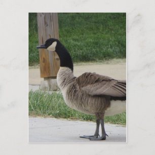 Kanadische Gänse Postkarte