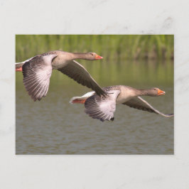 kanadische Gänse Postkarte