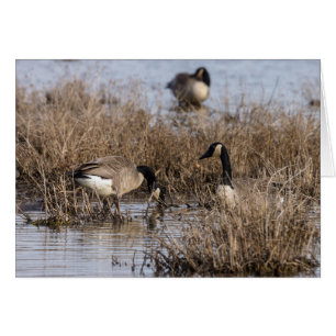 kanadische Gänse Snack Time