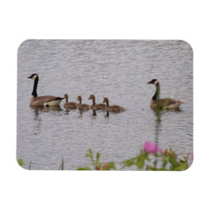 Kanadische Gänsefamiliarie n Blumen flexibler Magn Magnet