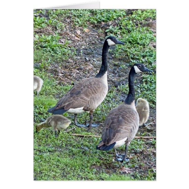 Kanadische Gänserfamilie (Vorne)