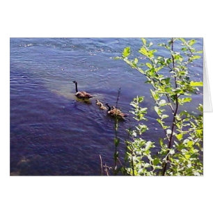 Kanadische Gänserfamilie