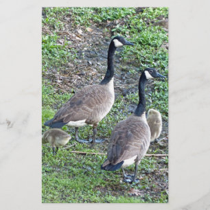 Kanadische Gänserfamilie Briefpapier