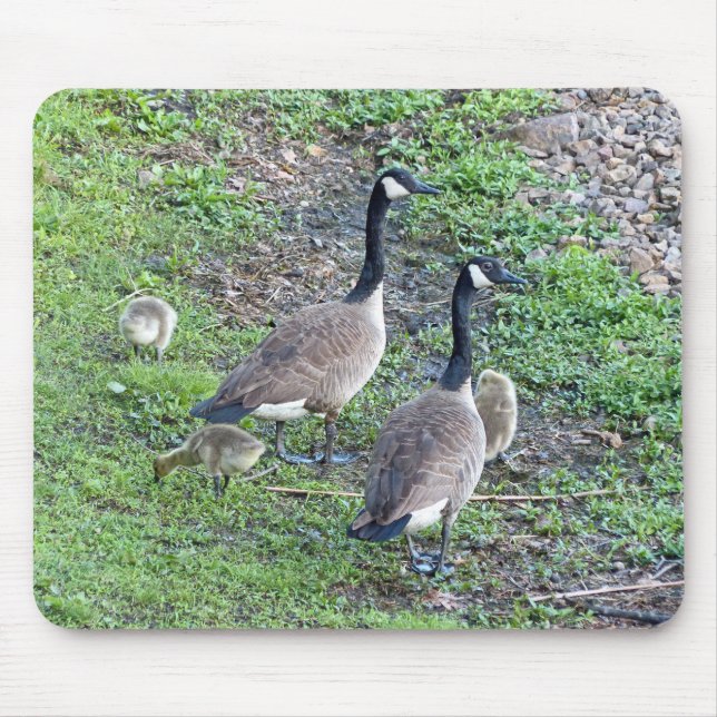 Kanadische Gänserfamilie Mousepad (Vorne)