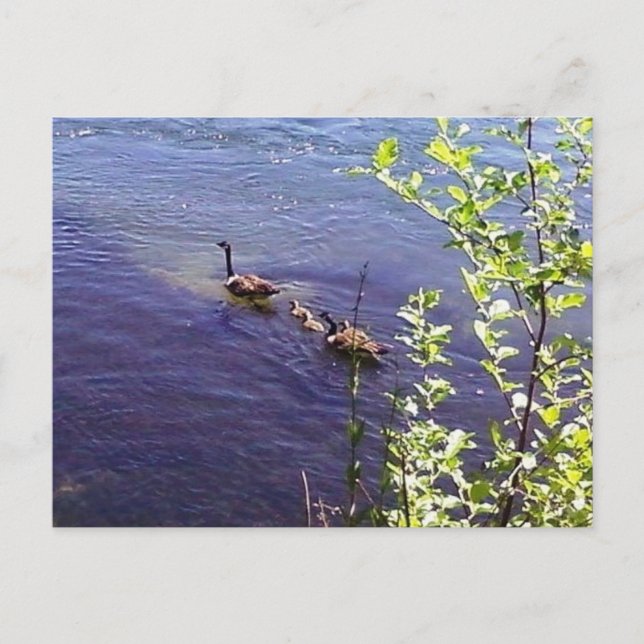 Kanadische Gänserfamilie Postkarte (Vorderseite)