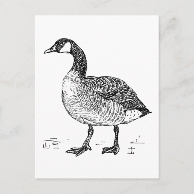 Kanadische Goose Fine Art Sketch, Zeichnend Vogel Postkarte (Vorderseite)