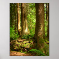 Kanadische Landschaft West Coast Forest Art Print