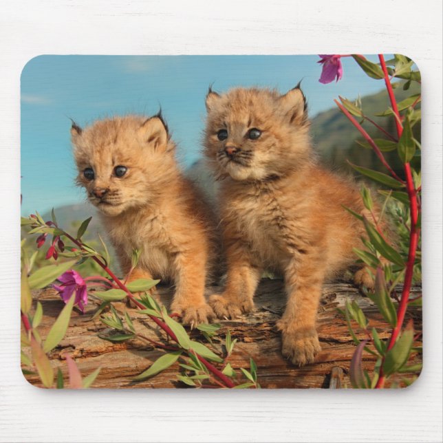 Kanadische Luchsjunge, Alaska Mousepad (Vorne)