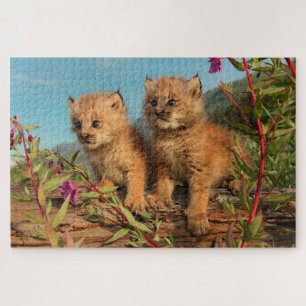 Kanadische Luchsjunge, Alaska Puzzle