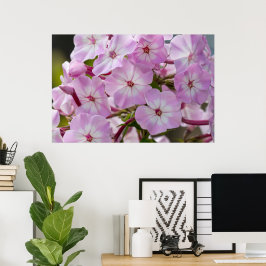 Kanadische Schönheit, Blumenrosa Phlox Poster