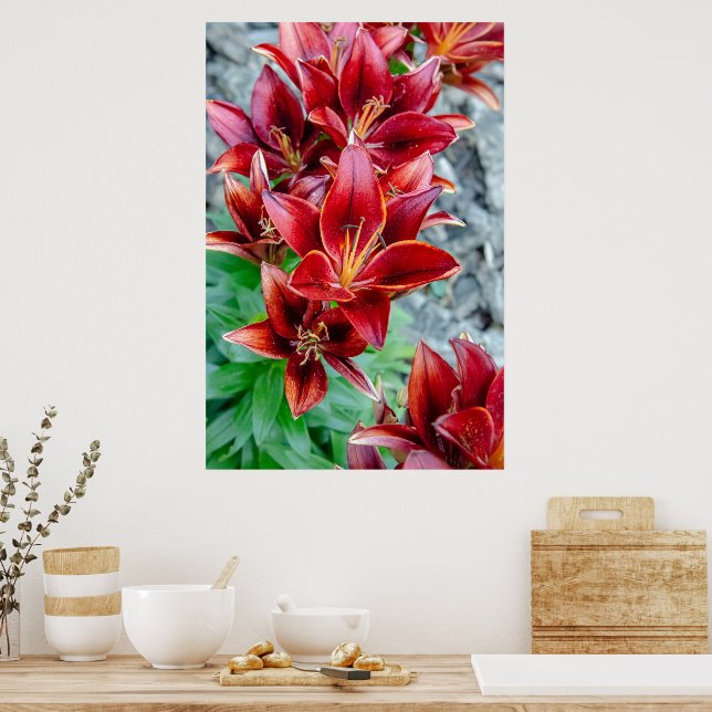 Kanadische Schönheit, Blütenrot-Sterngazer Lily Poster (Küche)
