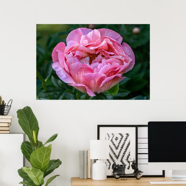 Kanadische Schönheit, Pink-Blütenpink-Peony Poster (Heimbüro)