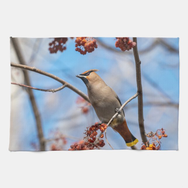 Kanadische Wildtiere: Bohemische Waxwing-Fotografi Geschirrtuch (Horizontal)