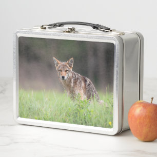 Kanadische Wildtiere: Brown Coyote Fotografy Metall Brotdose