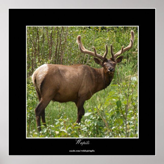 Kanadischer Elk (Wapiti) im Jasper-Nationalpark Poster (Vorne)