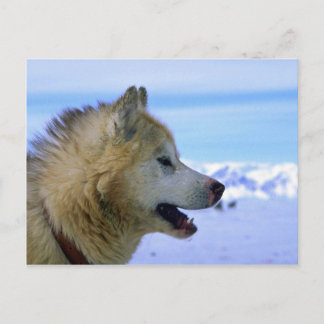 Kanadischer Eskimo-Schlittenhund Postkarte