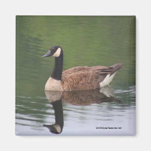 Kanadischer Gans-Reflexions-Natur-Foto-Magnet Magnet