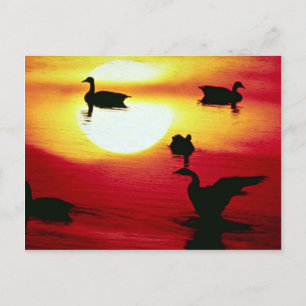 Kanadischer Gänse Postkarte