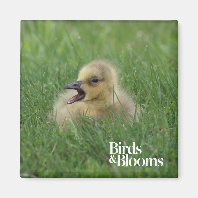 Kanadischer Gänsehick Magnet (Vorne)