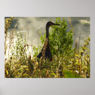 Kanadischer Kranich bei Moose Ponds im Grand Teton Poster
