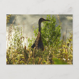 Kanadischer Kranich bei Moose Ponds im Grand Teton Postkarte